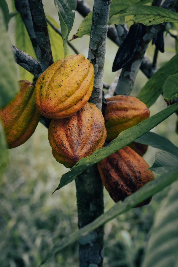 Imagen de Cacao