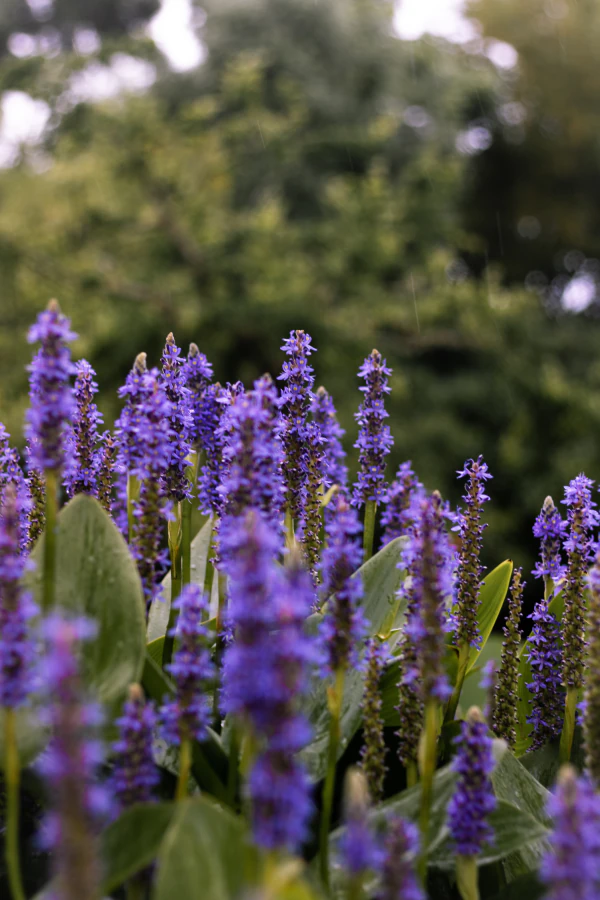 Imagen de Lavanda