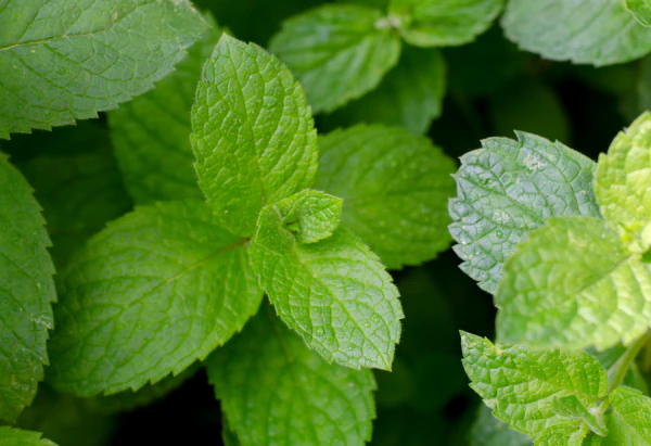Imagen de Menta