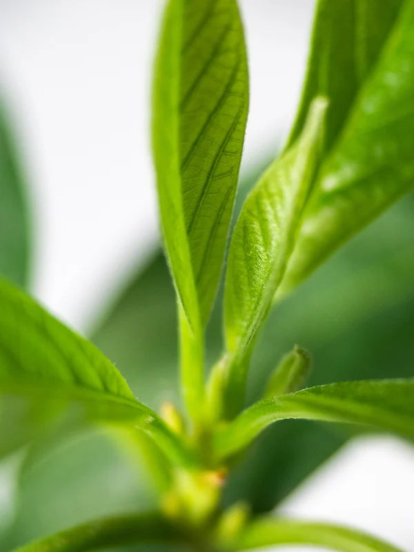 Imagen de Té verde
